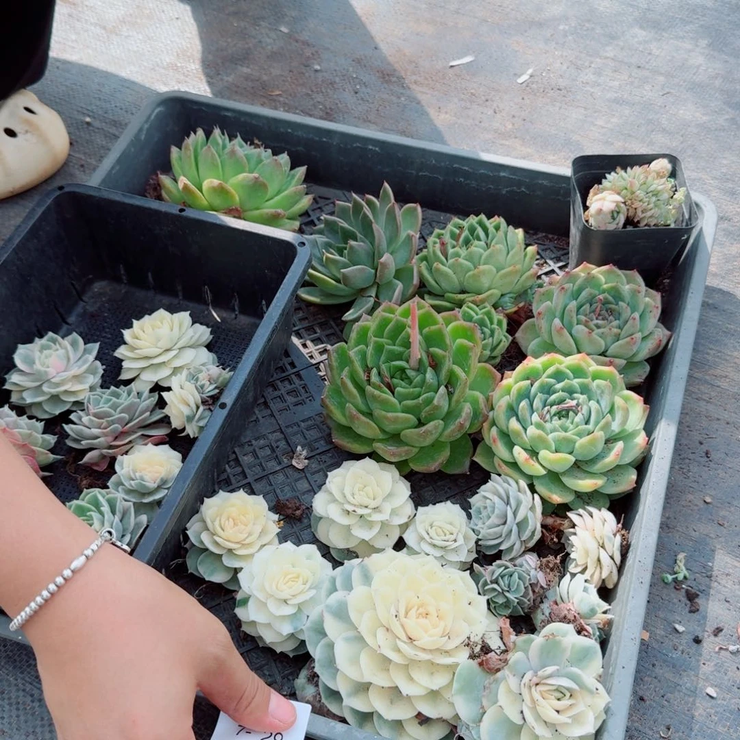 多肉杂交一物一拍7-29