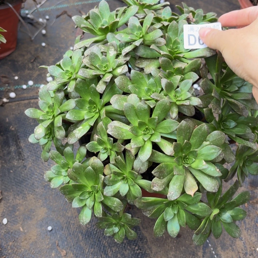 681多肉植物捧花的时候