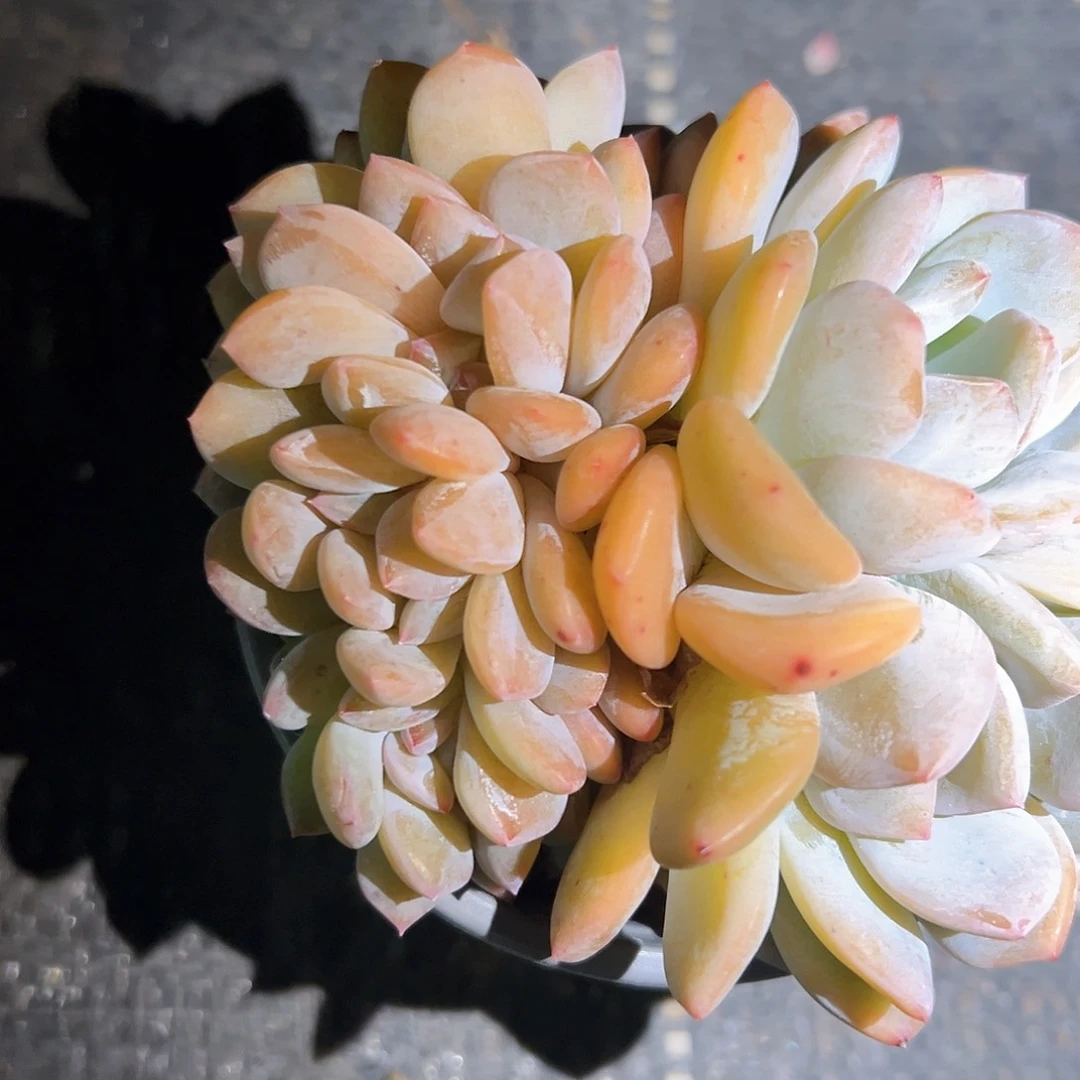 群生橙梦露缀编号30