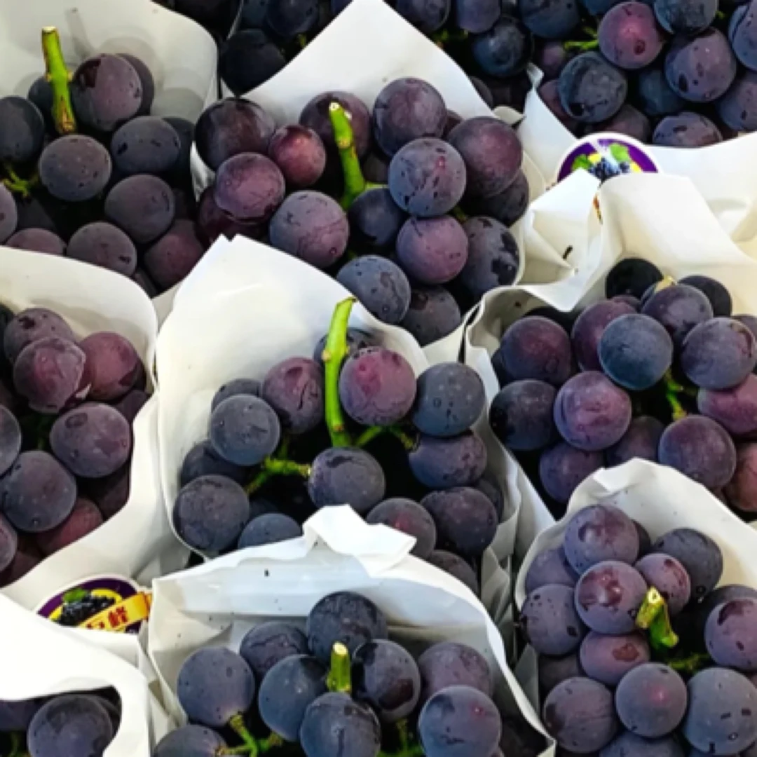 巨峰葡萄一串浙江省