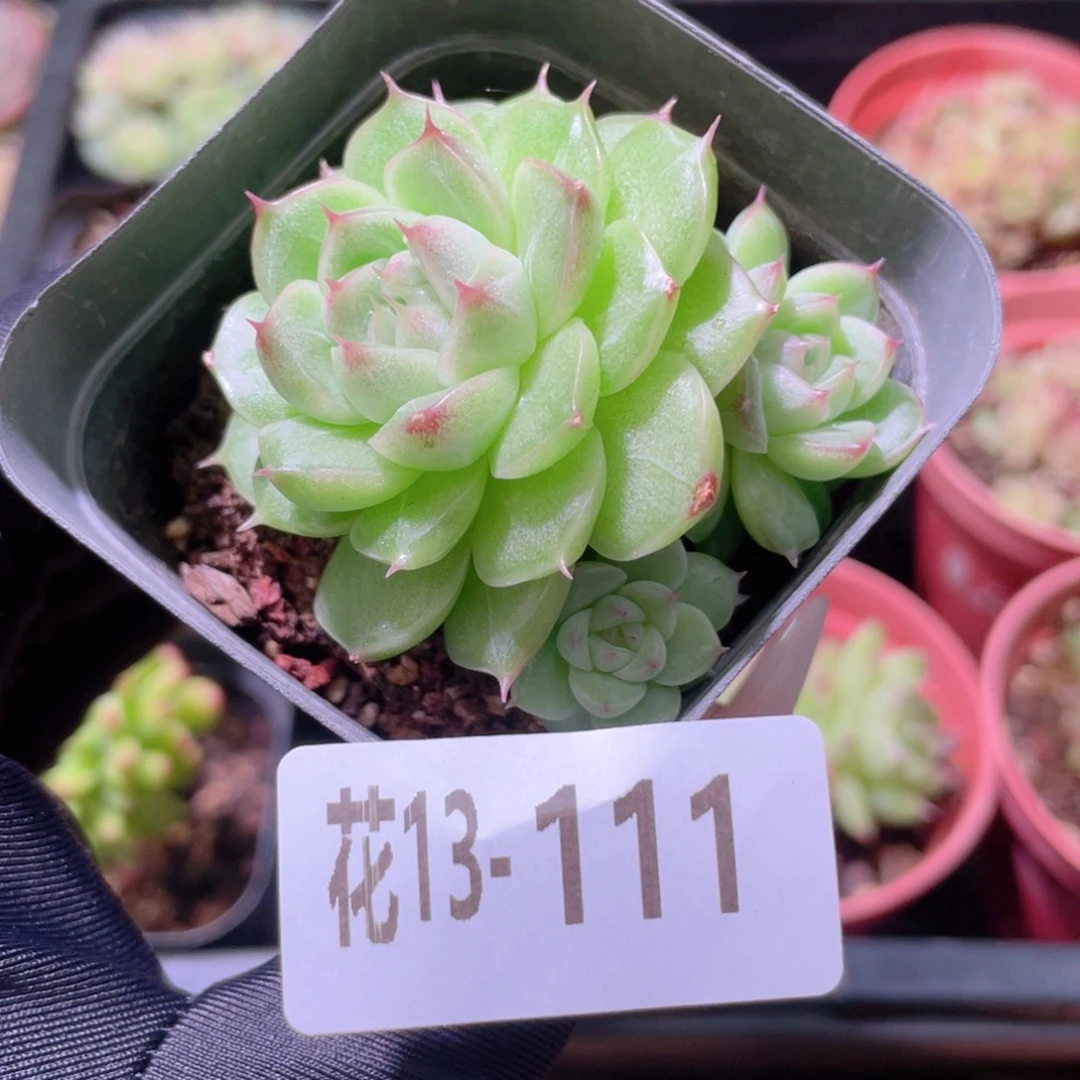 花利美13-111麦秆群