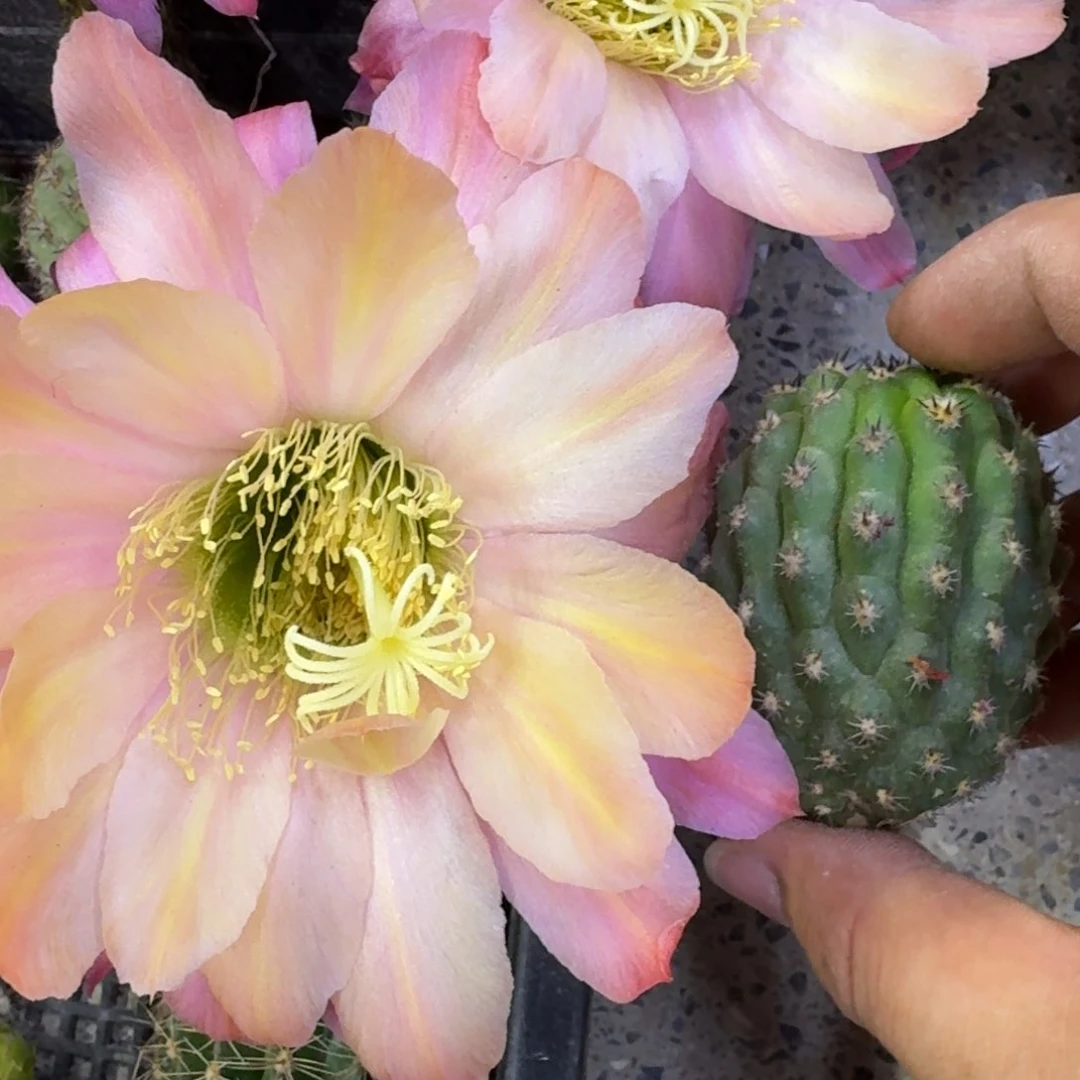 7毛花柱法三歪无根侧牙5公分左右