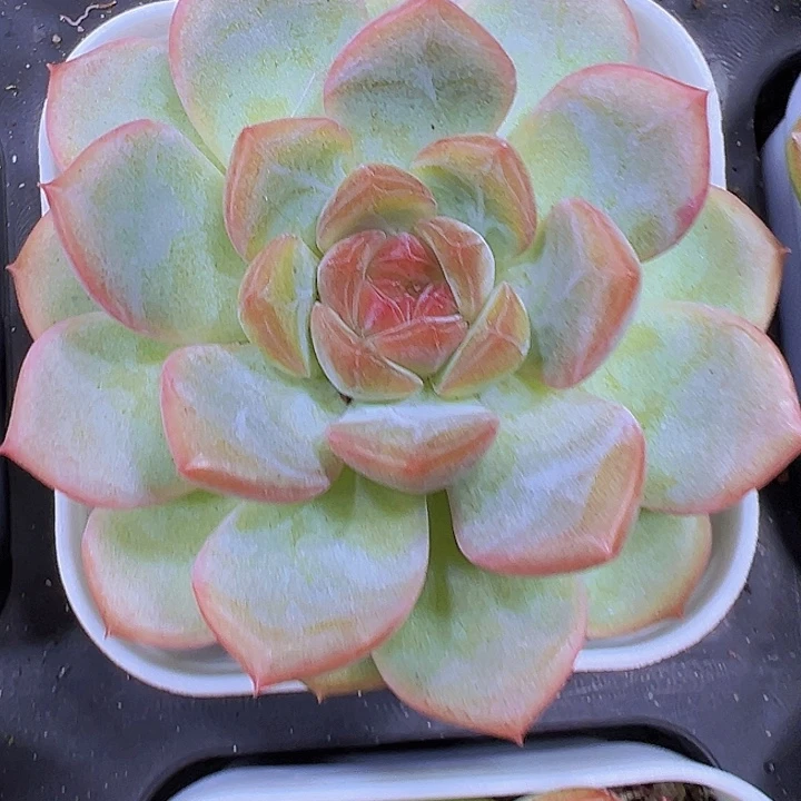 琴心单头19包邮多肉植物