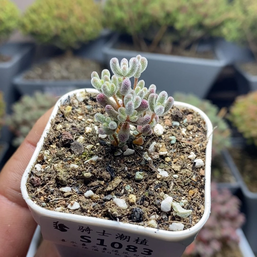 田****螂1083实生精控优选冰晶多肉