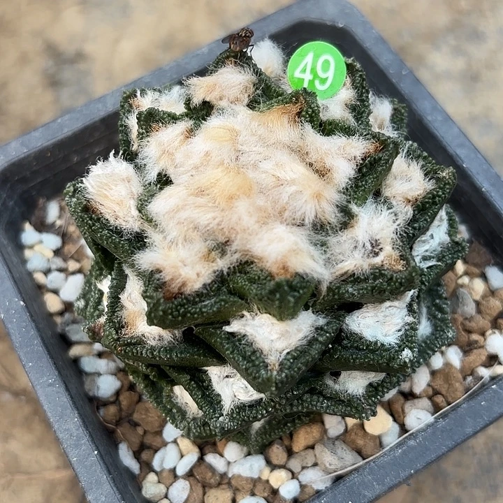 袖蒲苗接落地仙人球49