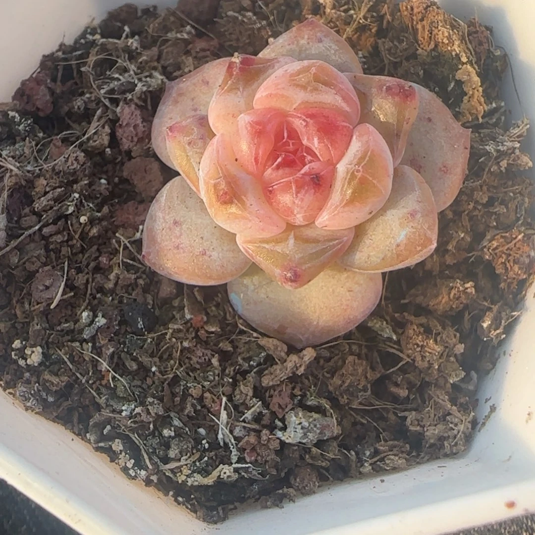 小卡拉米糖心一物一拍