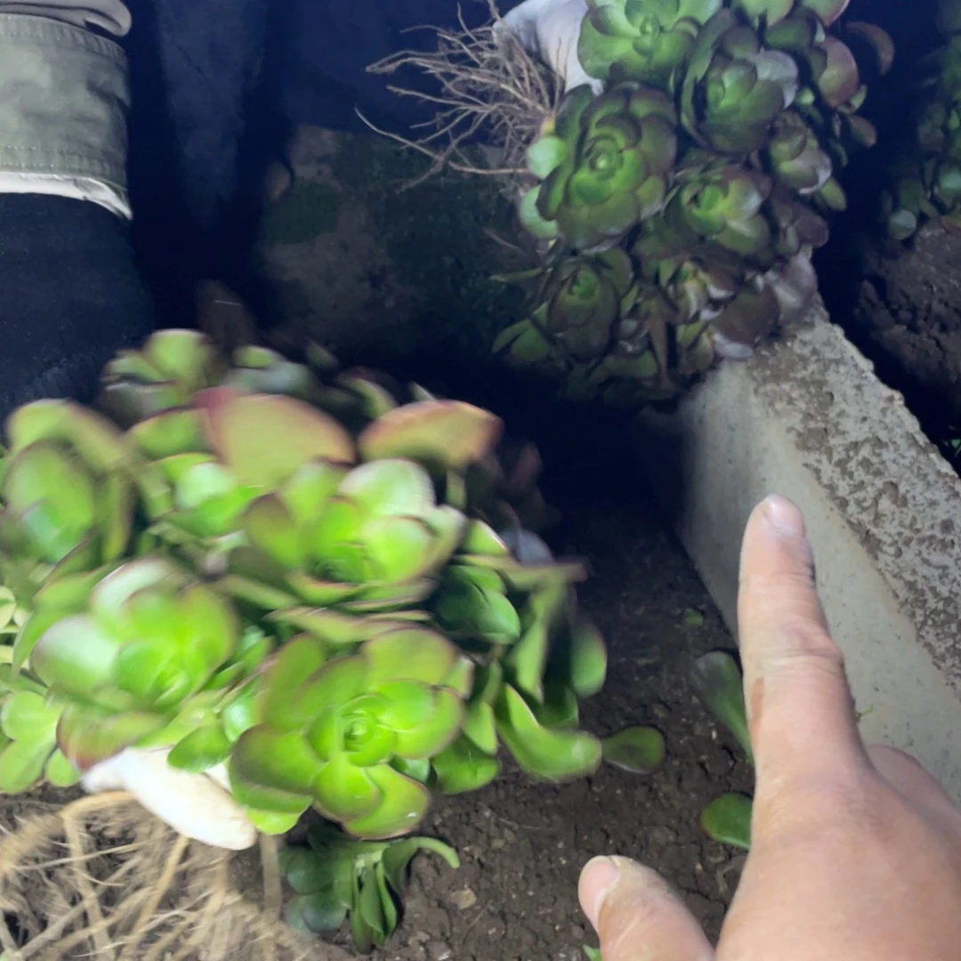 魅金玫瑰绣球小多肉法师断枝不包