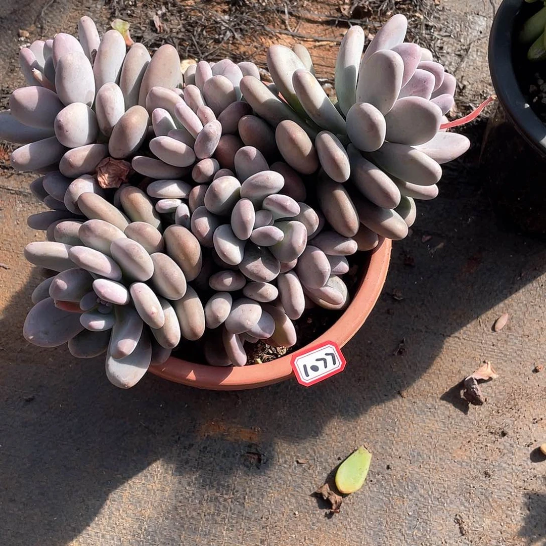 1077桃美人 一物一拍多肉