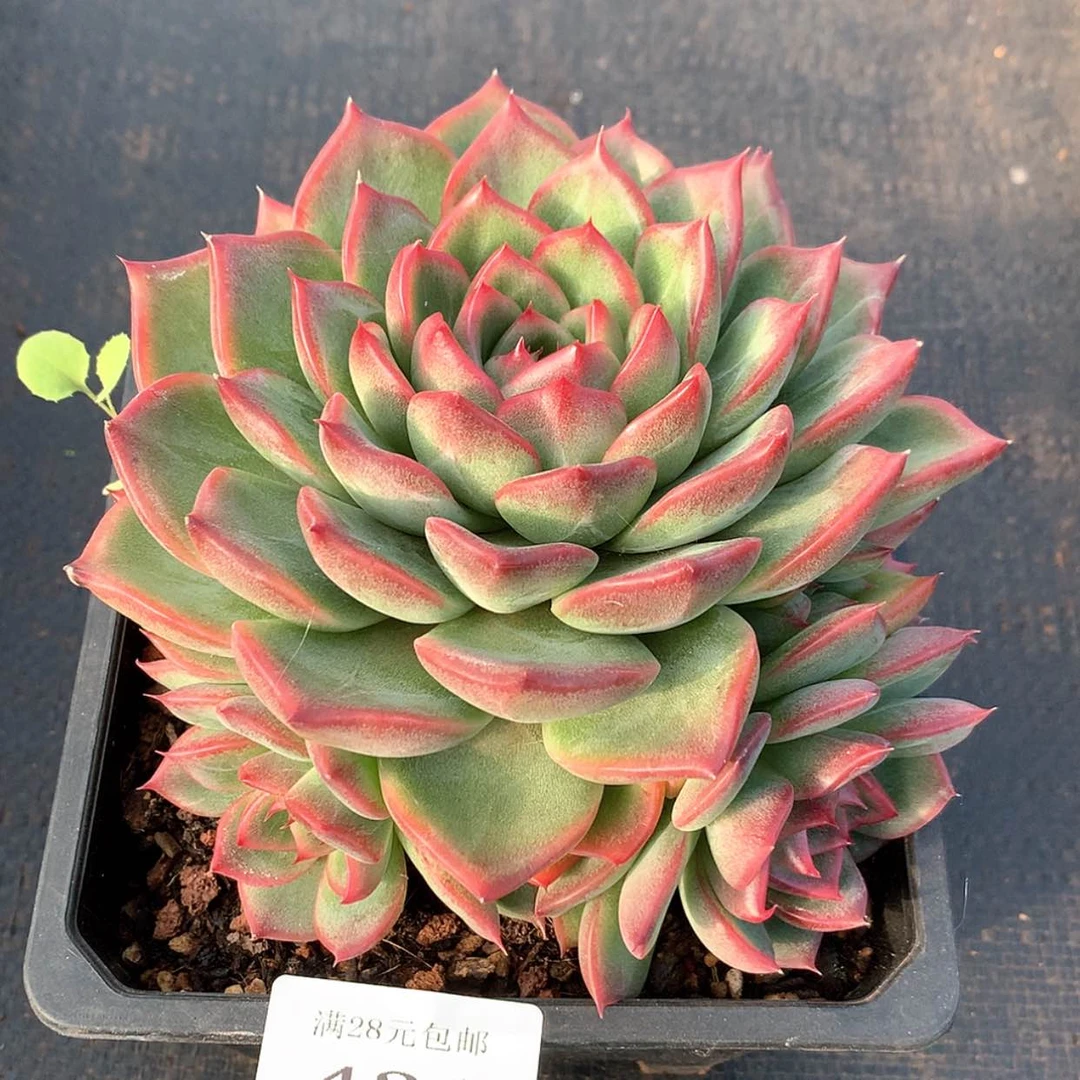 【闪购商品】云431号醉芙蓉15厘米