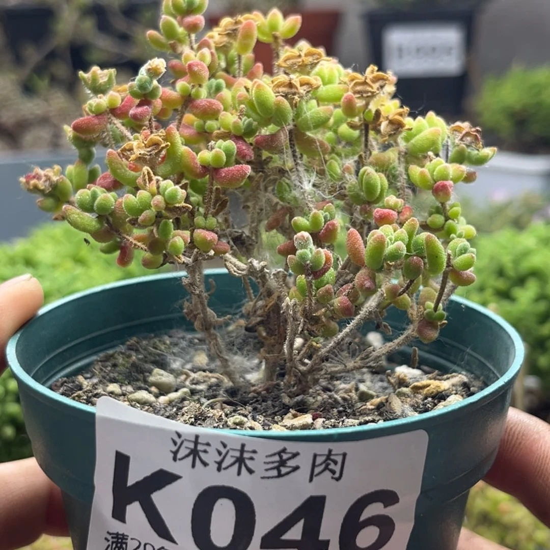 红宝石枝干 046。