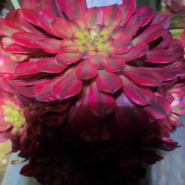 风*精品月婵老桩开播福利108