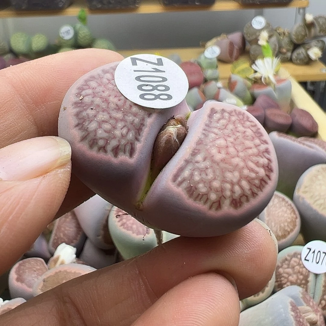 吴*杰1088下播福利炸了