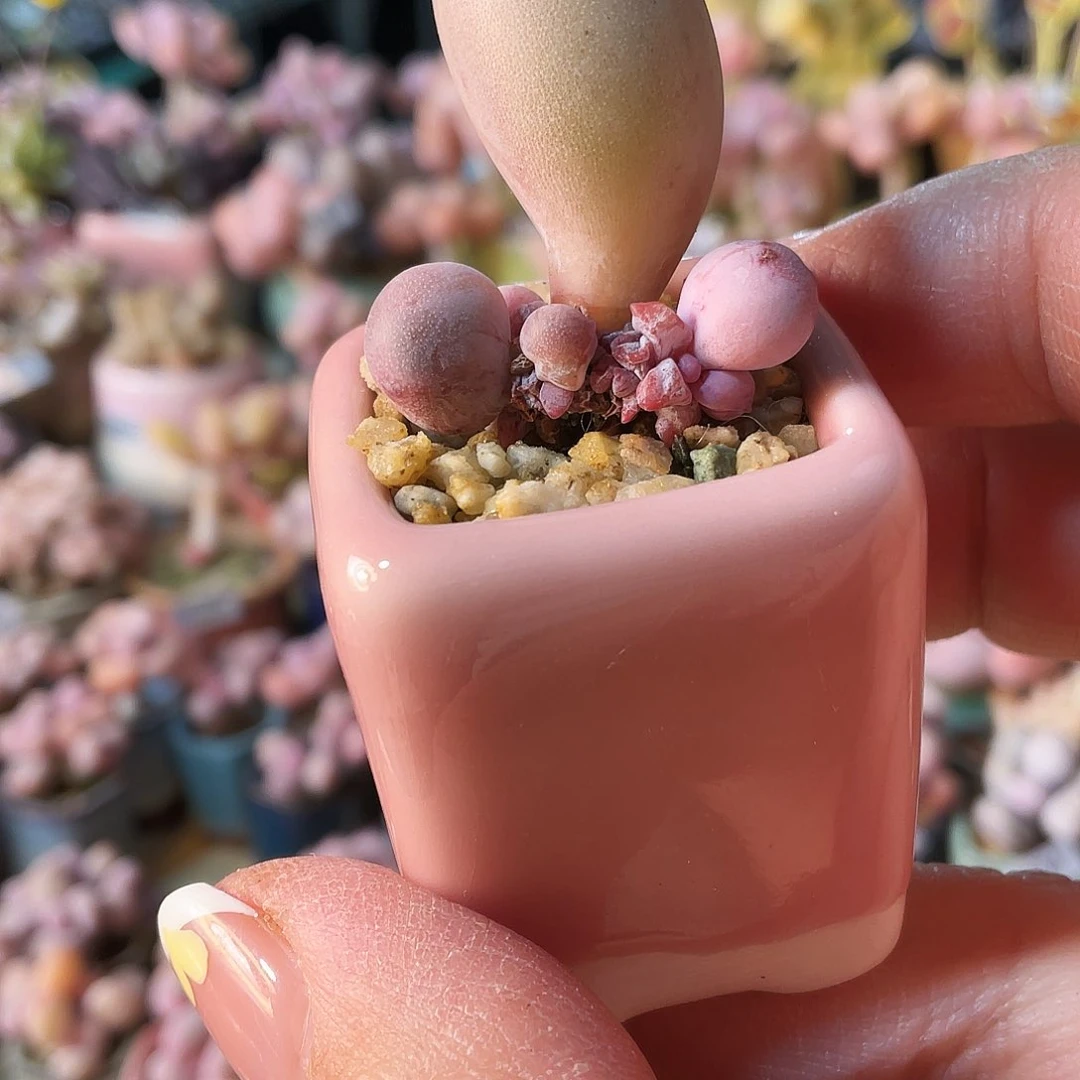 ᜊ**?多肉植物的生长发育与生长