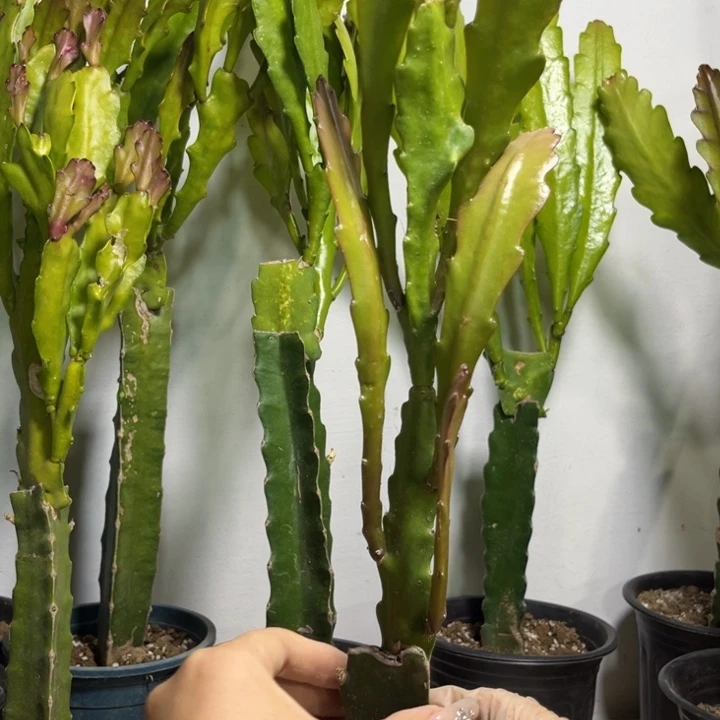 当前无花栽培后可以开花479