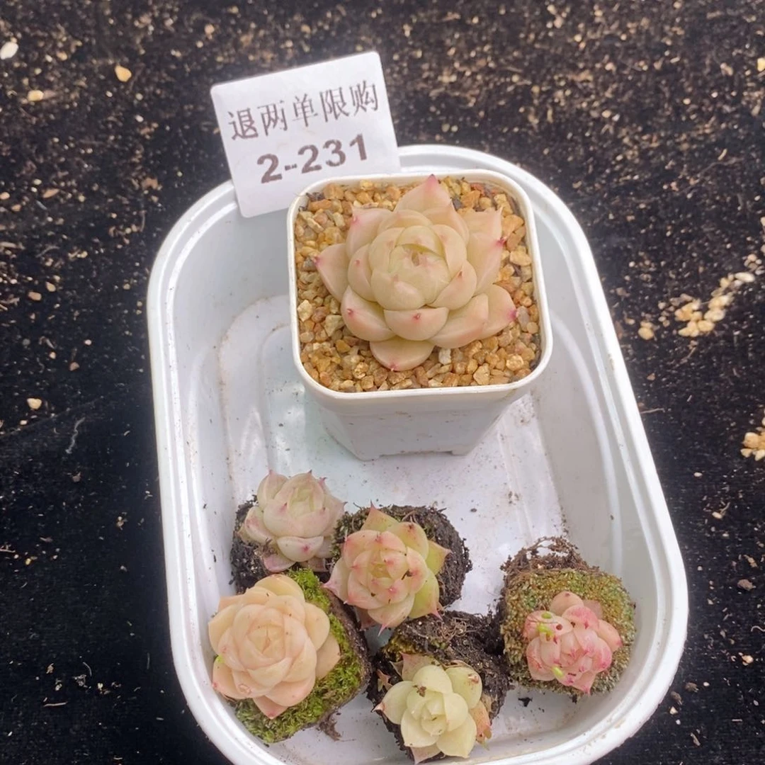 大**女2-231多肉多肉多肉多肉