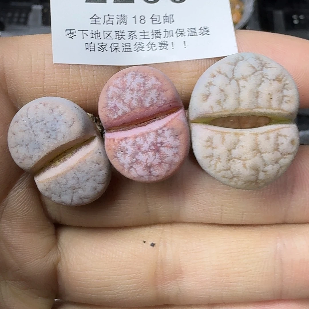 糖***.2253 哈哈哈哈哈哈哈哈哈