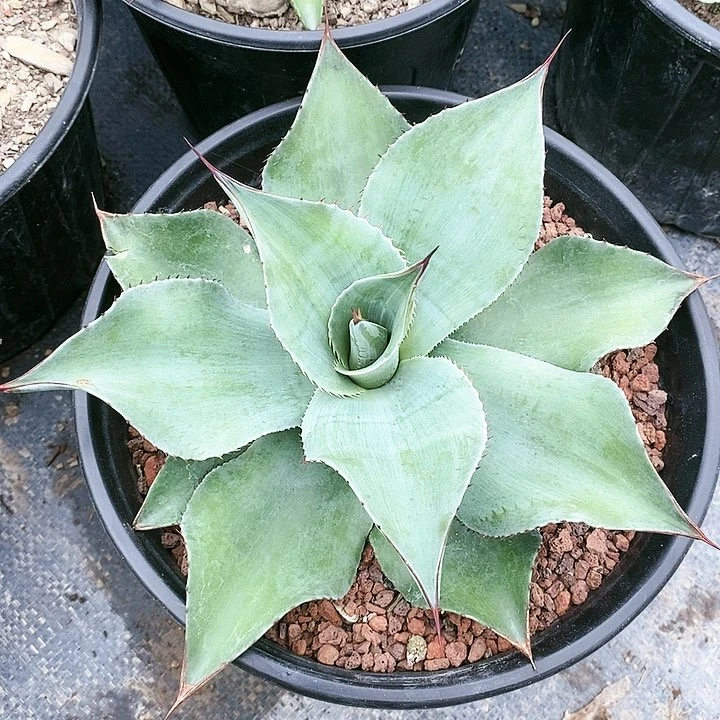 【闪购商品】无花朵不****0龙舌兰圆叶鲸