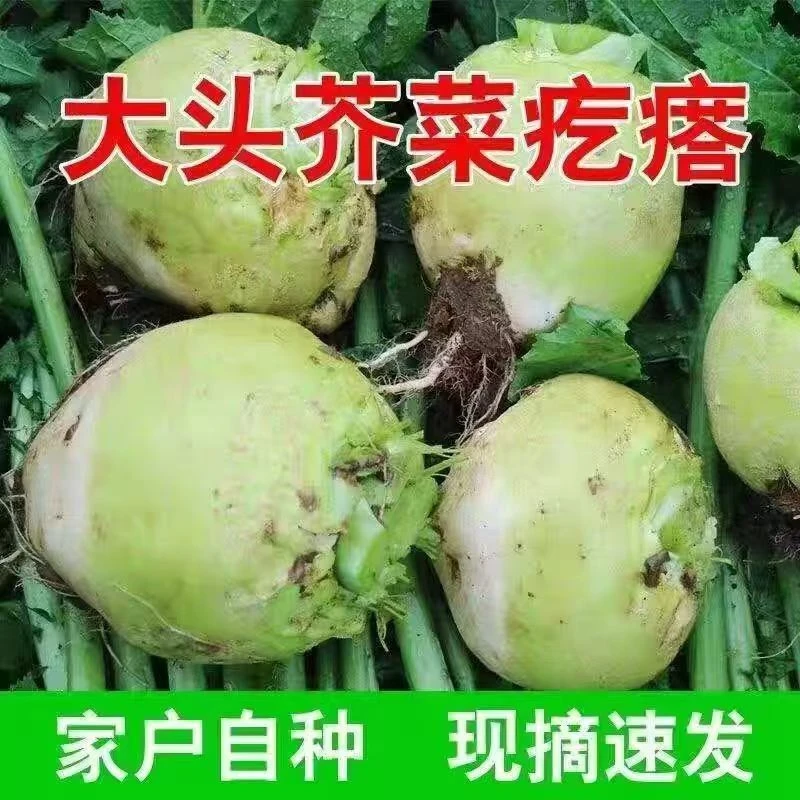 【头茬现挖芥菜】山西新鲜现挖芥菜疙瘩农家黄菜大头菜芥菜头咸菜