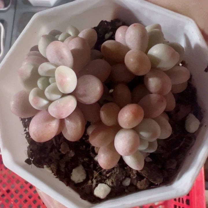 鱼子酱精品多肉植物