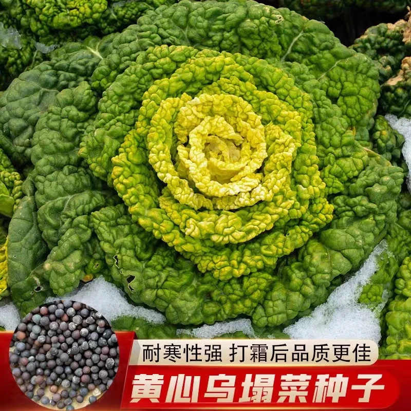 黄心乌塌菜种子耐寒耐湿大田庭院种植菊花心奶油黄芯乌塌菜种子籽