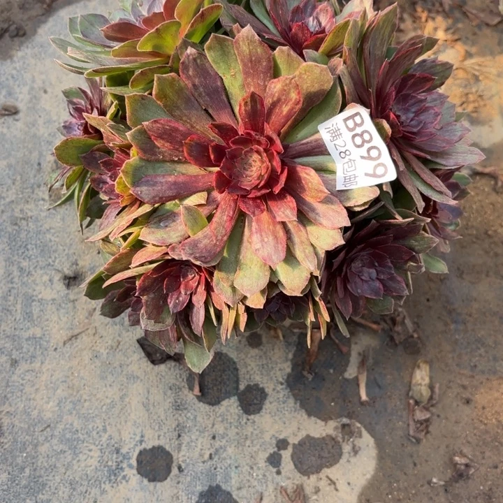 899红丝绒多不包断头