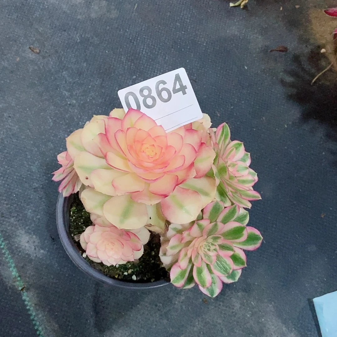 红陶柤*～0864倾城4冠服10