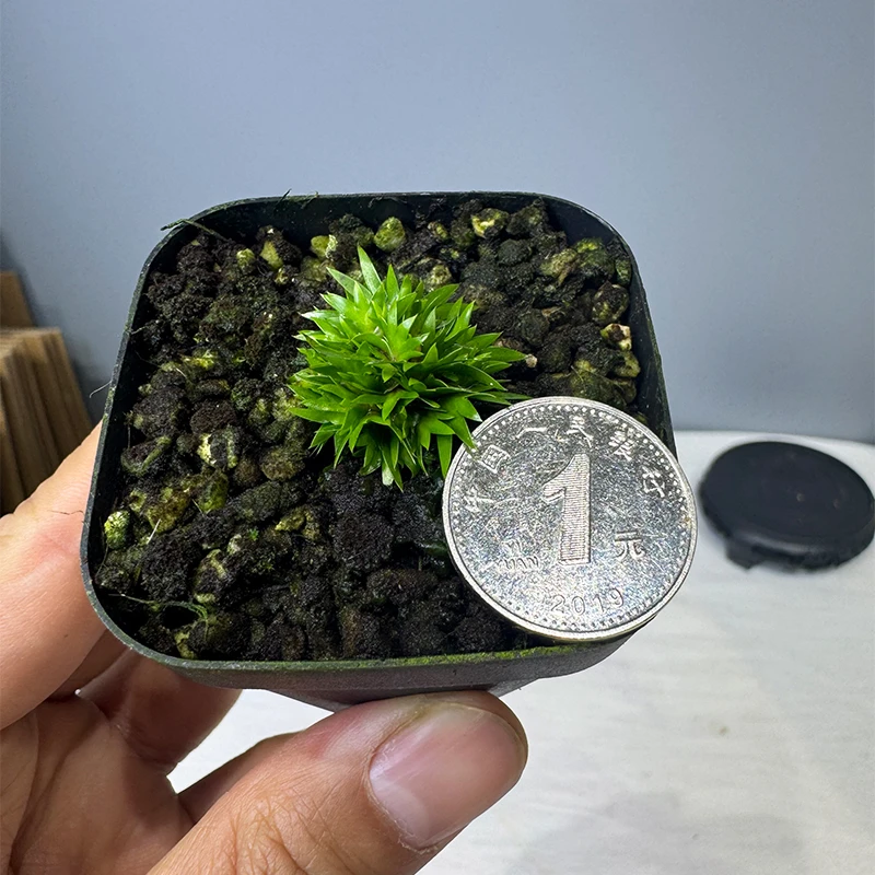 黄金蝉小川菖蒲桌面迷你盆栽室内微型盆景观叶植物黄金姬金钱菖蒲