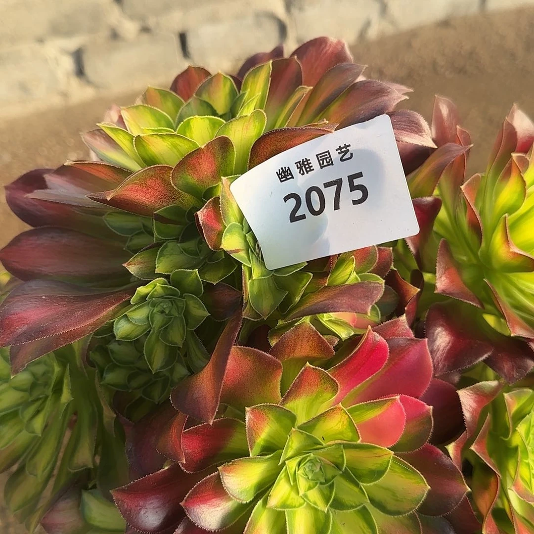 多肉植物韶华2075福利不售后