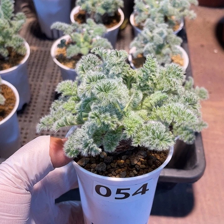 火***船054羽叶杨葵块根，