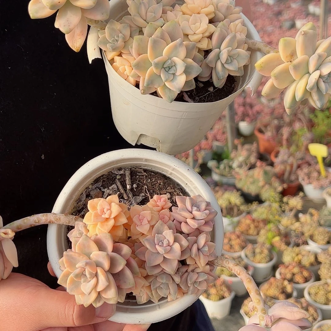 美杏锦两盆多肉植物