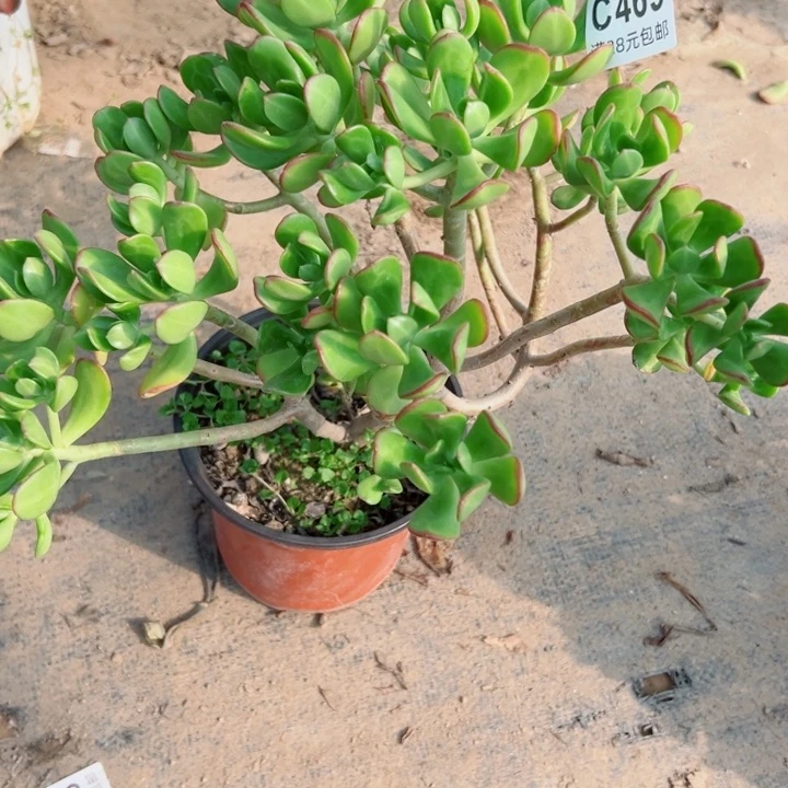 469达摩宝珠多肉一样