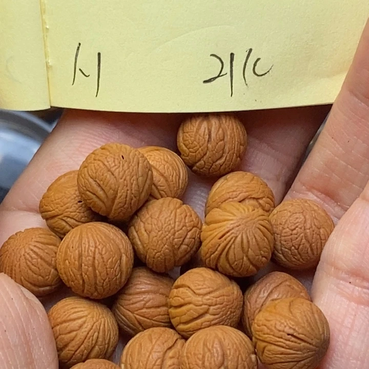 吊坠桃核秦岭龙纹桃核11尺寸