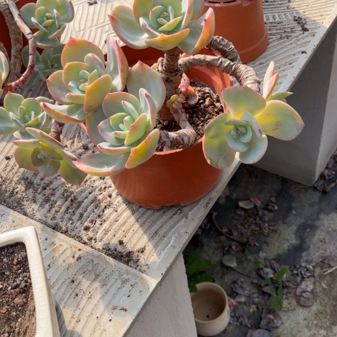 【闪购商品】无花朵心*?