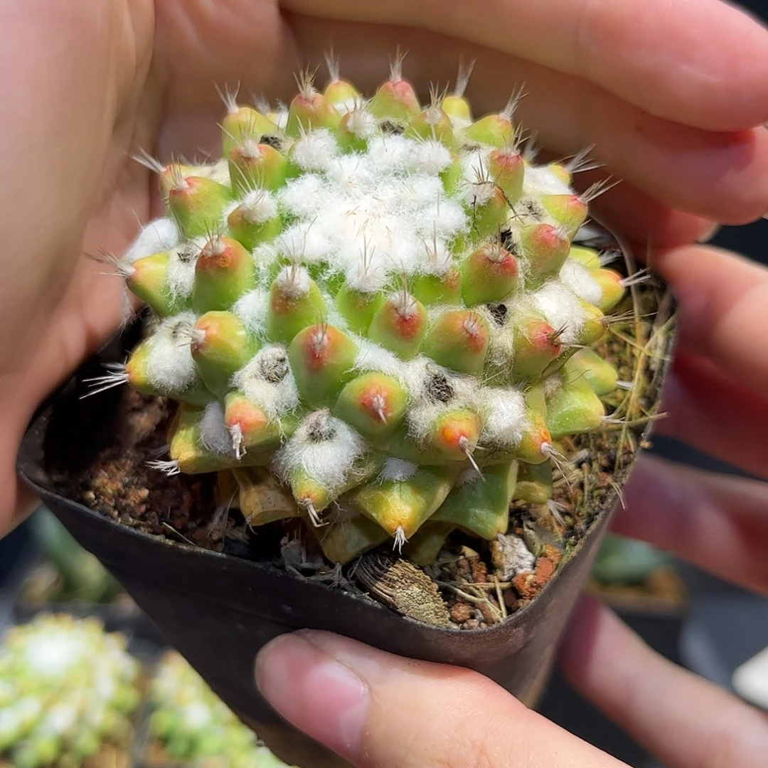 5cm实生艳肌雪糕锦