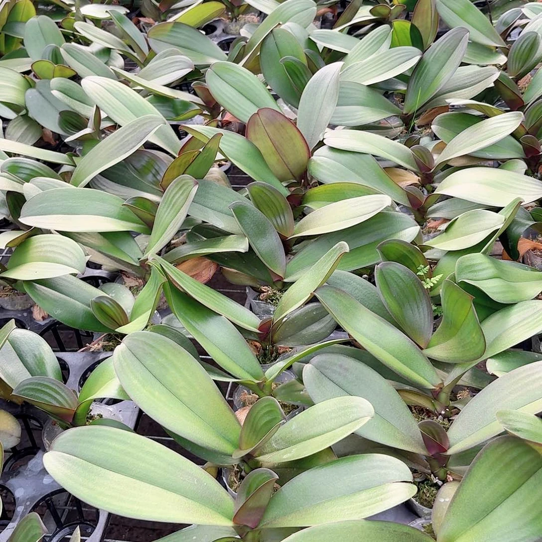 蝴蝶兰红玛瑙1颗大花系列2.5杯