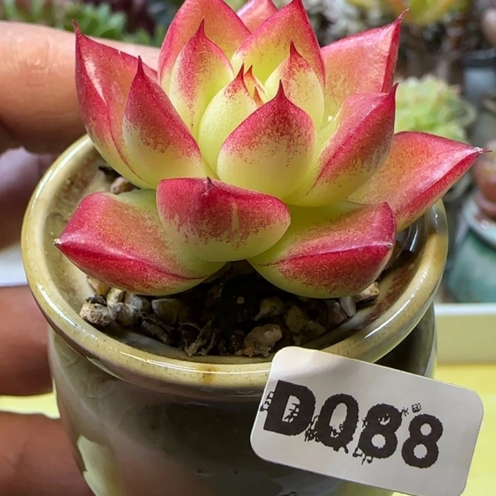 D088一物一拍多肉