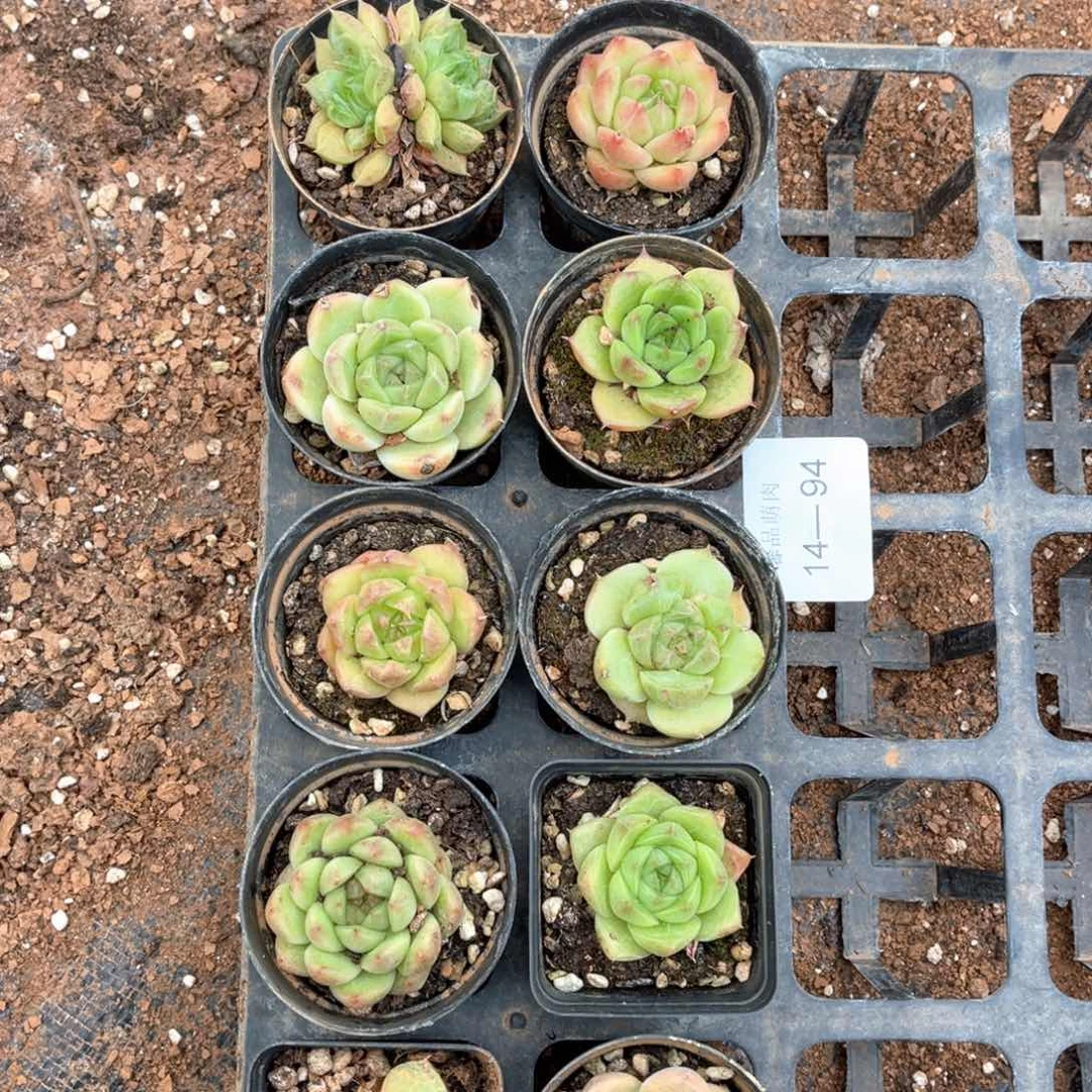 麦杆糖心10颗保一颗双头