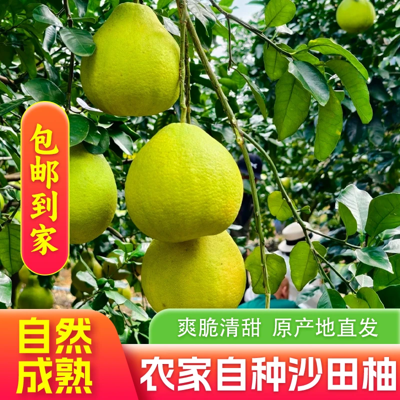 广东特产正宗梅州老树沙田柚纯甜柚子当季新鲜产地直发