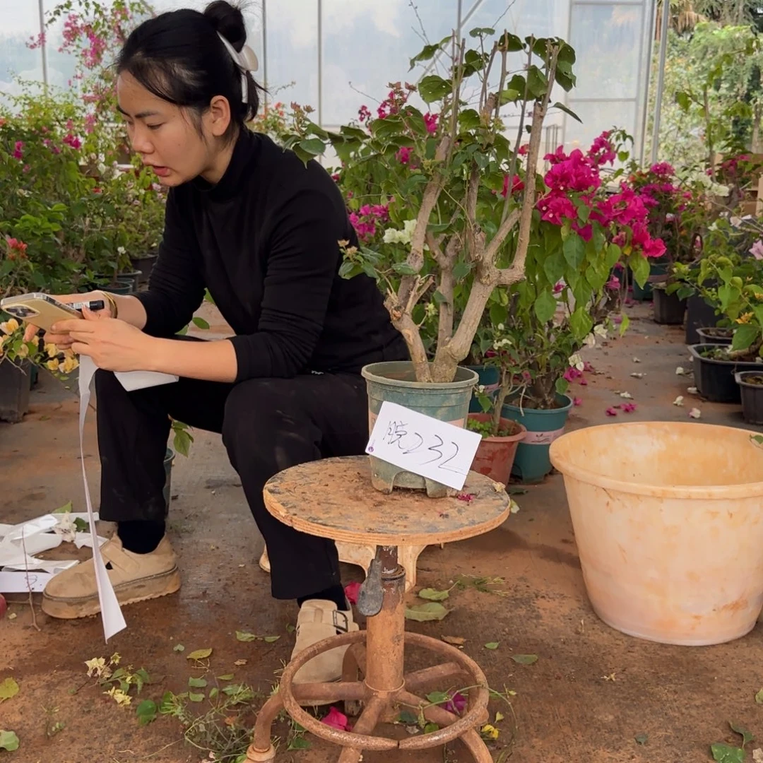 大部分花苞少量开放重瓣粉 232脱