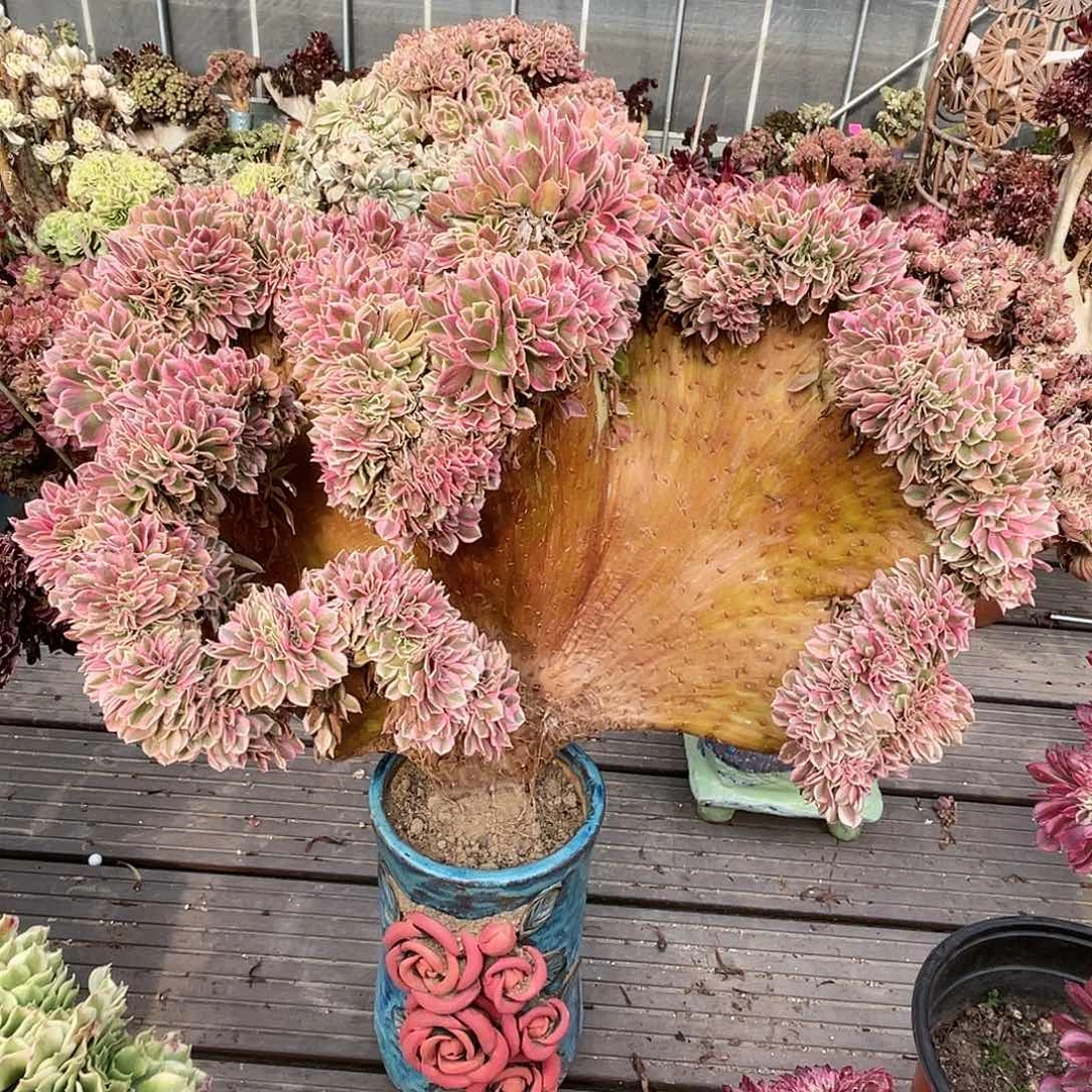 【闪购商品】无花朵粉女巫