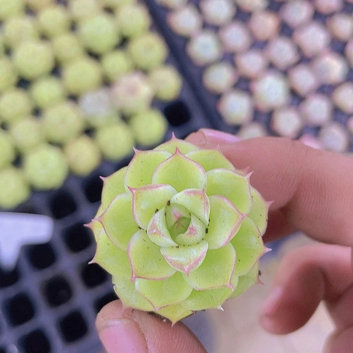 潘多拉【满10颗包邮】