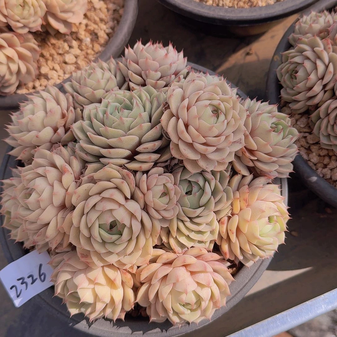 于*?2326本巴多肉植物