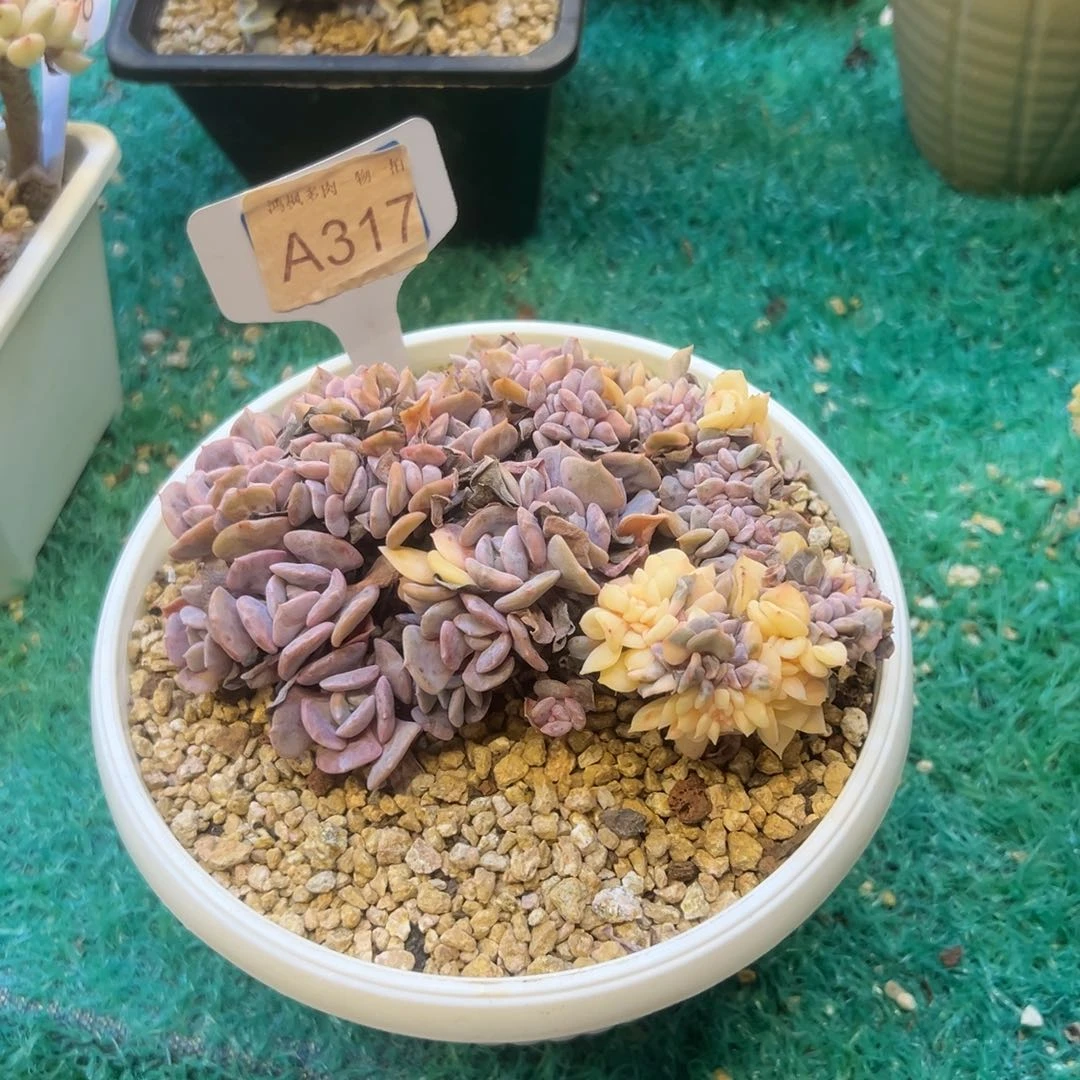 雪精灵锦缀，，，，，，，，，，，，