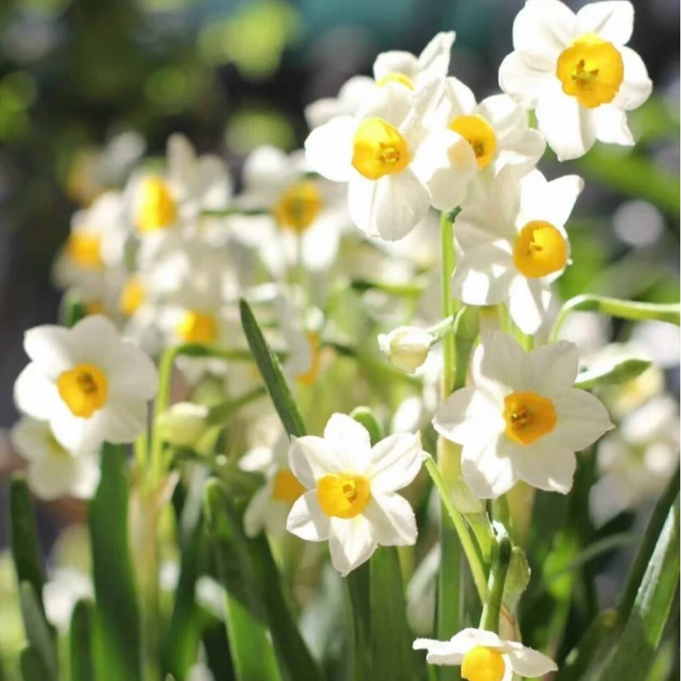 【缤纷甄选】精品漳州水仙到手两大球带水培盘发货