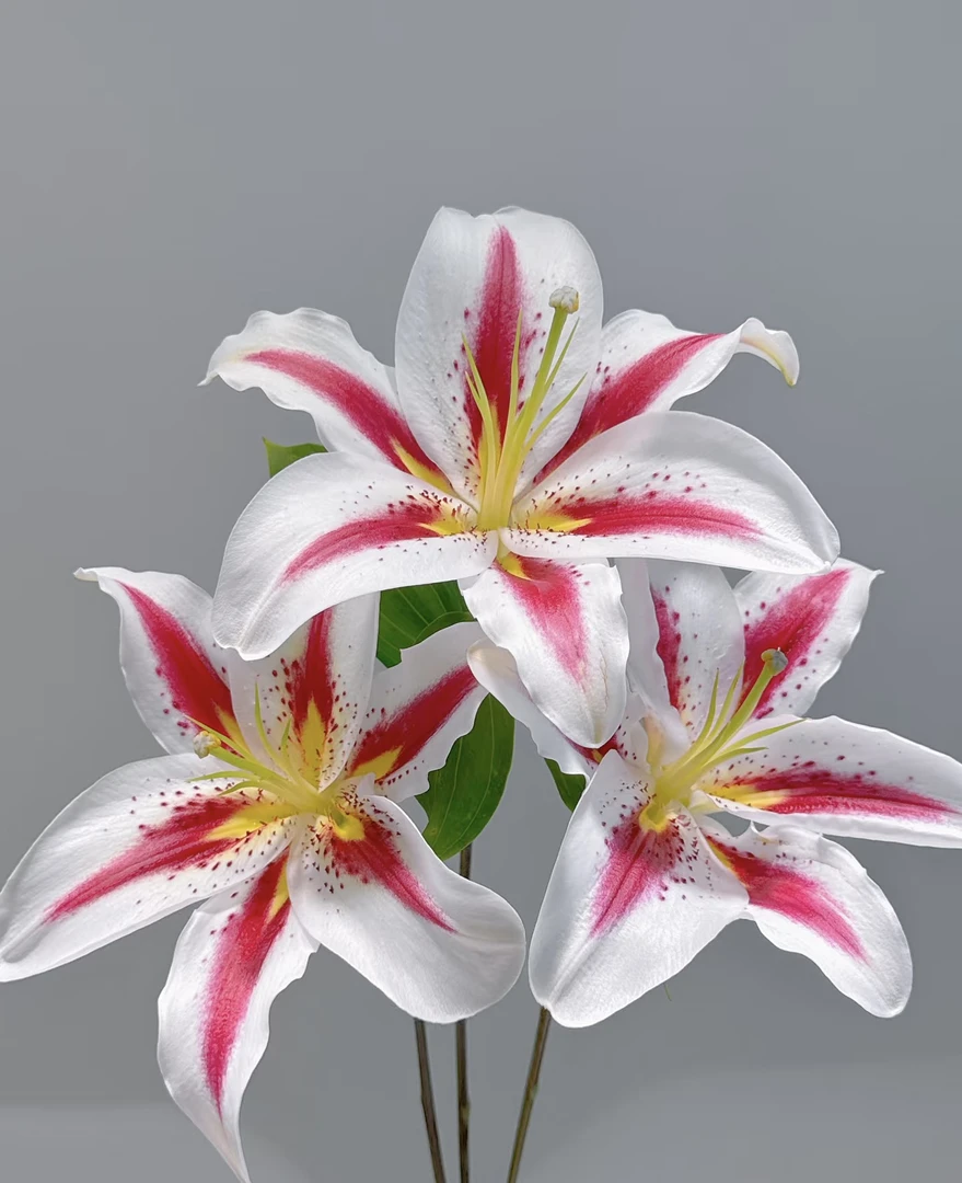 笑脸香水百合花花基地直发