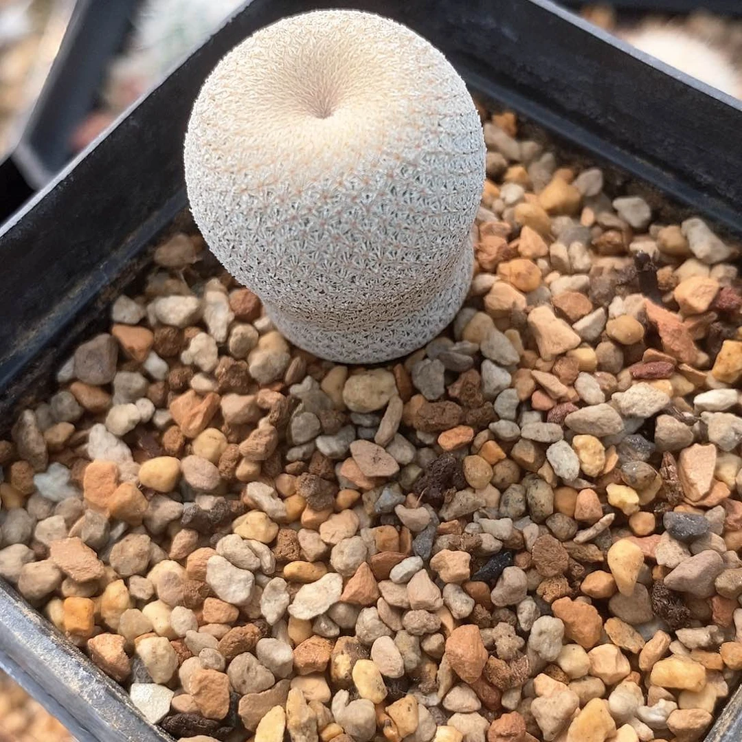 鲸*Z土土土花花花花花花花花