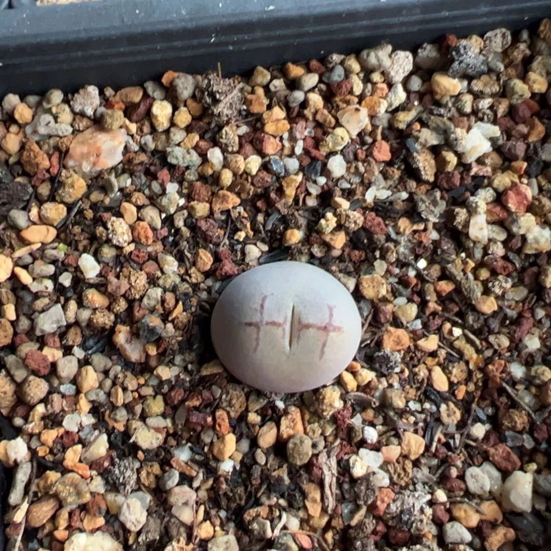 多肉单头优选墨杂一棵