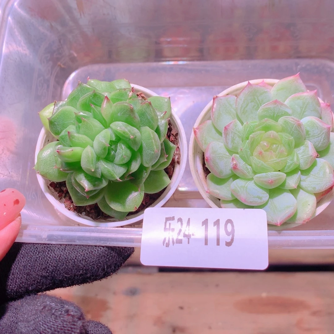 乐然24-119 新品2颗