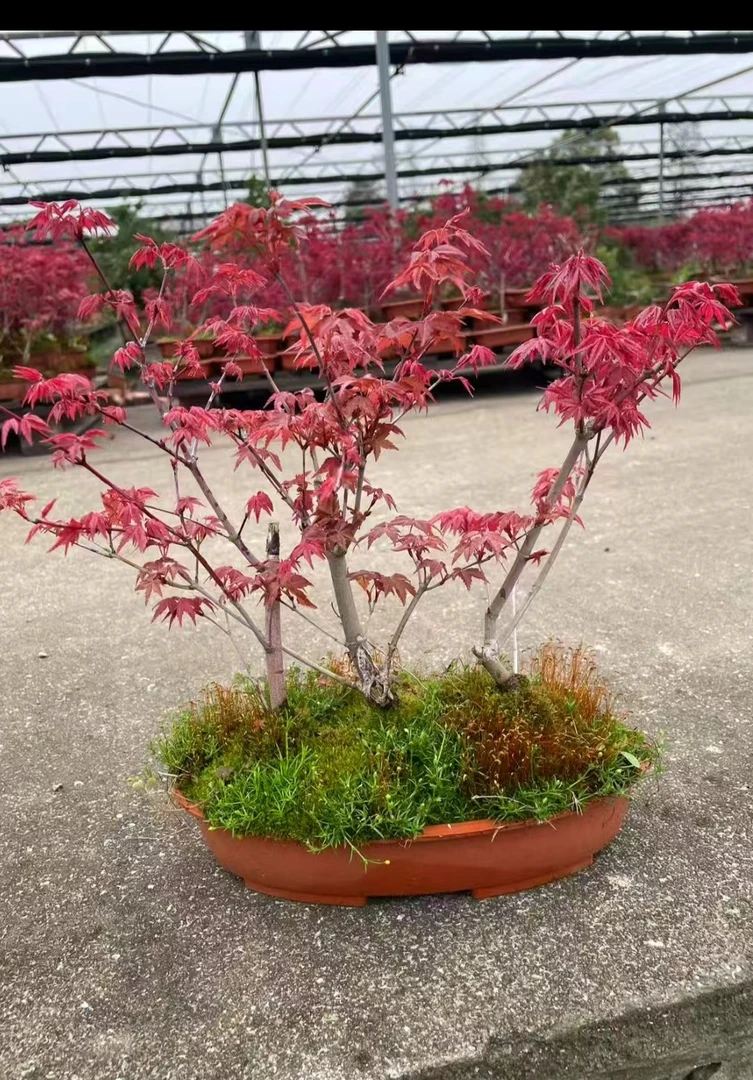 新品红枫盆景四季好养话室内桌面盆载老桩耐寒观叶植物红舞姬