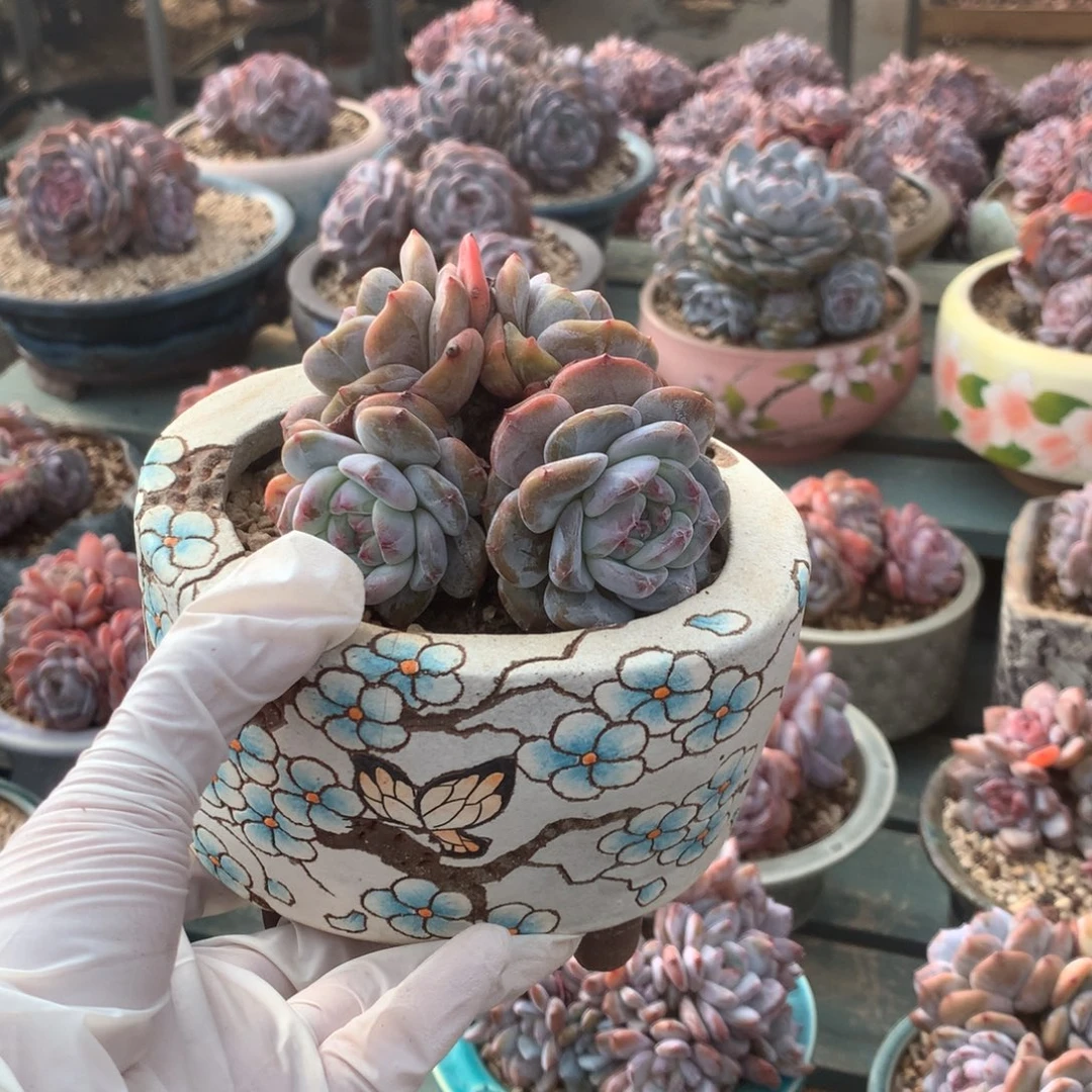 无花朵无砍哈哈哈哈哈哈哈哈哈21